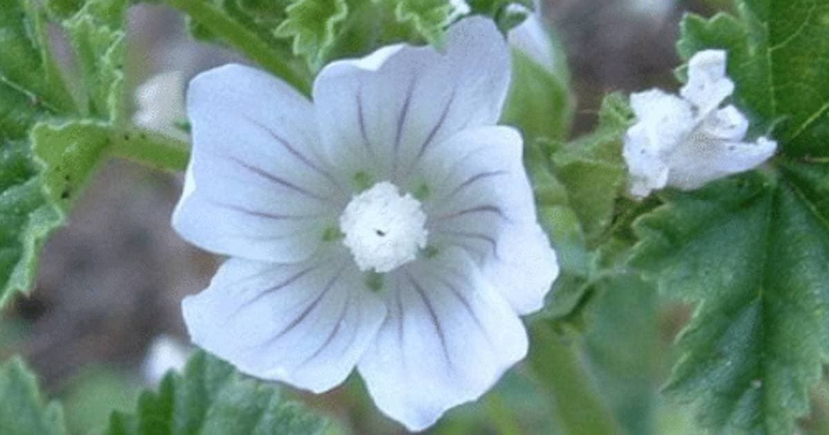 Almue-Mallow